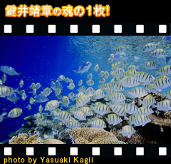 鍵井靖章の魂の1枚!